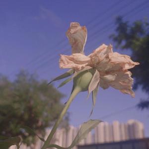 bluephoto蓝摄全见版安装
